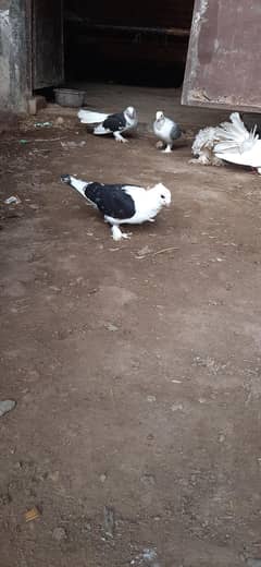 sentinent pigeon adult pair for sale