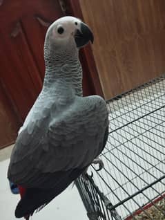 Sale sale. . . Congo Afiran Grey Self chicks