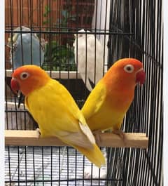 LOVE Birds jumbo size pieces.