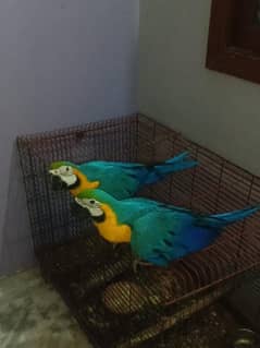 blue & gold macaw 9 month age self  one time feed