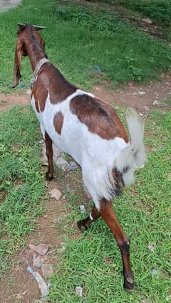 Nagri