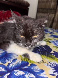 Persian cat
