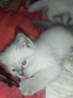 Siamese female kitten