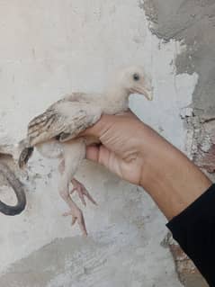 Aseel chicks Available
