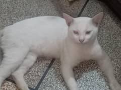 catty