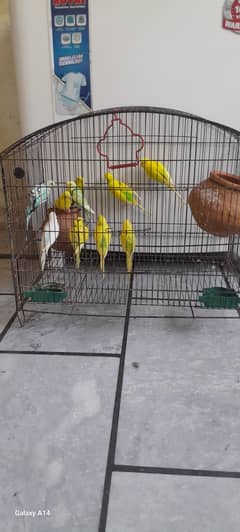 Australian bird's urgent sale