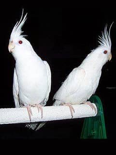 adult teenon white cocktail pair for sale