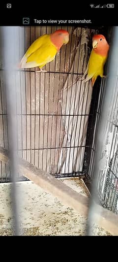 rozicoli red hood opline pair ready to first breed