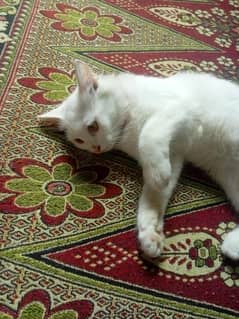 female cat dubble coat