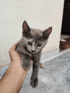 Adorable
