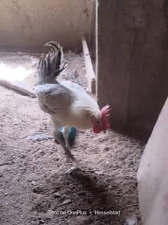 hens selling