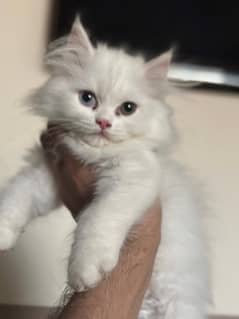 Persian kitten