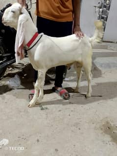 Pure Gulabi Male age 5.5 month