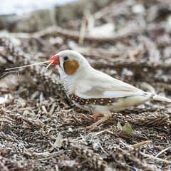 zebra finch available for sale in lahore