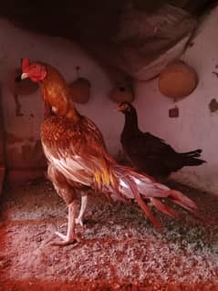 Aseel Mianwali Murga and Murgi Cross Breed Pair