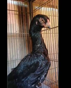 black o shamo king shamo breeder female