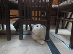 Persian male cat