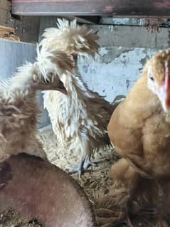 fancy hen exchange possible