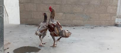 Aseel pair