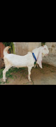 Bakra or Bakri pair for sale