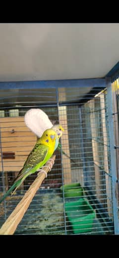 bw hogo working pair