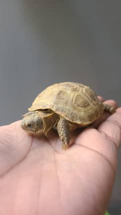 Russian turtoise/turtles