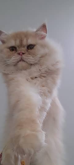 Persian