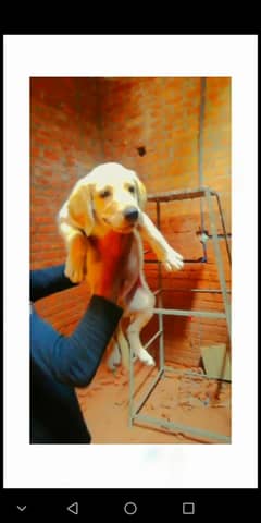 labrador puppy for sale