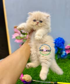 Persian Kittens |Fawm  High Quality Triple Coated|Punch face|cat
