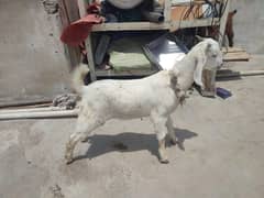 Bakri bakra 03162464182 ND 2 dant Andu Munda bakra