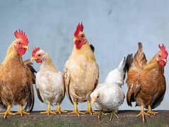 10 female hens available