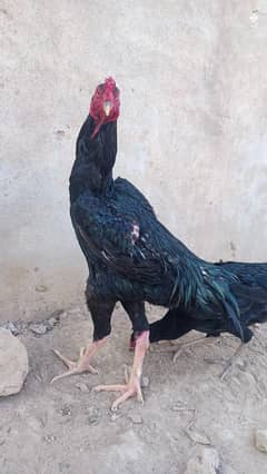 pure black shamo