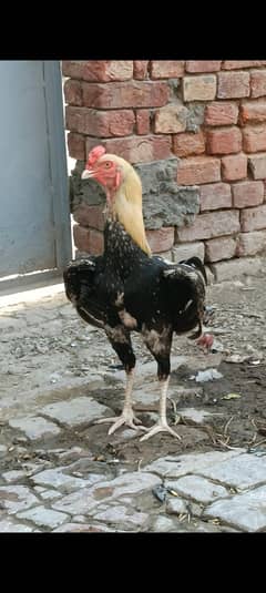 mianwali aseel murga for sale