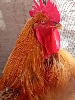 healthy breeder male