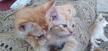 parshni kittens available