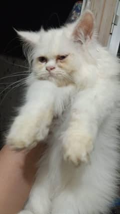 High Quality Punch Face Furball Bhaloo Kitten/Cat