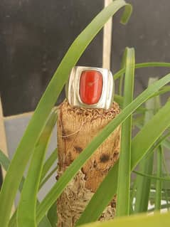 Marjan Ring