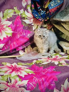 Kitten Persian for sale