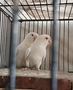 LOVE BIRDS AVAILABLE AT HOLESALE RATE