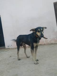 جرمن