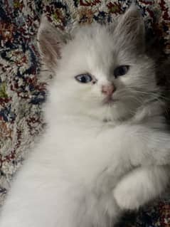 White persian kitten