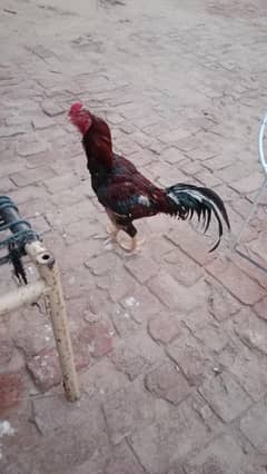 aseel