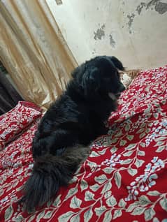 black Russian