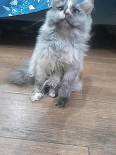 Persian cute gray colour male kitten