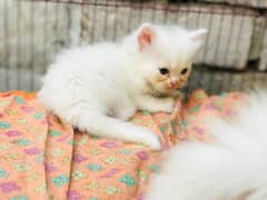 Persian kittens