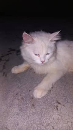 persian cat female