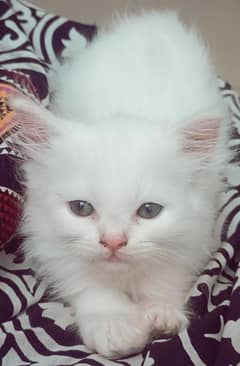 2 pure persion female kittens looking for a new home