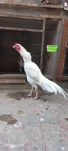 heera chiks