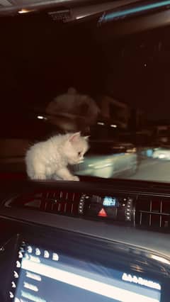 WHITE PERSIAN KITTEN