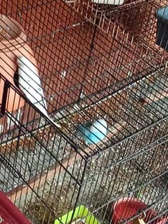 Budgie for sale